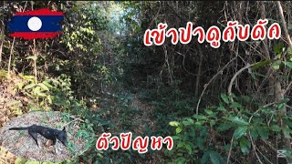 เข้าป่าดูกับดักไก่ป่า//ເຂົ້າປ່າເລາະຢາມແຫ້ງໄກ່