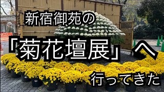 新宿御苑の「菊花壇展」2022