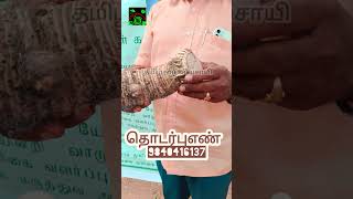 இந்த நாட்டு சேமகிழங்கு பற்றி தெரிந்துகொள்வோம் மக்களே #herbs #herbal #மூலிகை #herbalife