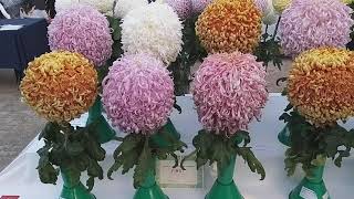 National Chrysanthemum Society Northern Group show 20th Nov 2021