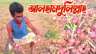 আলহামদুলিল্লাহ খুব ভালো পিয়াজ হয়েছে কৃষক ভাইয়ের | আলহামদুলিল্লাহ মাঠের সেরা পিয়াজ পিয়াজ পিয়াজ