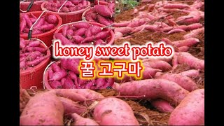 꿀 고구마 수확 honey sweet potato 2020(문진주)Lucky Pearl ❤❤❤