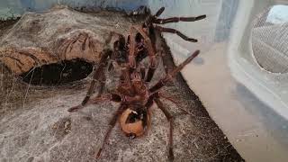 vogelspinnen verpaarung Theraphosa Apophysis