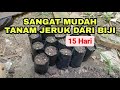 SANGAT MUDAH TANAM JERUK DARI BIJI #Eps1