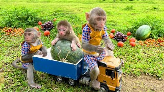 Bim Bim takes baby monkey to harvest fruit