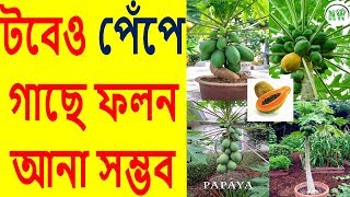 বাড়ির টবে পেঁপে ফলাতে কী কী পদক্ষেপ নেওয়া প্রয়োজন।।