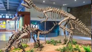 Welcome to Zigong Dinosaur Museum!