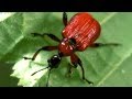 Facts About Animals - Secret Nature | Animal Habitat Documentary | Natural History Channel