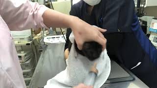 ⑧日本猫のマロちゃんの治療、点眼、栄養補助、投薬