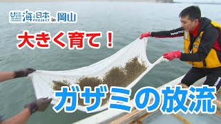 ガザミの稚ガニ放流 日本財団 海と日本PROJECT in 岡山 2020 #06