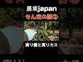 みかんのせん定　② みかん agriculture 剪定