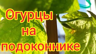 Зимний огород. Овощи на подоконнике🥒🍅🌶