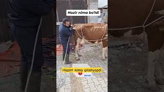 Biladiganlar bormi. #buqa #buqaboqish #buqalar #mol #qoy #cow #qoybozor #molbozor #hokiz #rek #bull