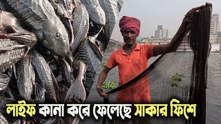 রাক্ষুসে সাকার ফিশে লাইফ কানা করে ফেলেছে বুড়িগঙ্গার জেলে জামাল ভাইয়ের | Sucker Fish