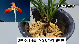 12월24일(화)  한국춘란 명품 특종자목 반려식물 #춘란 #산채품 #명명품 #엽예품 #화예품 #단엽 #해무리 #수사 #칠보산 #백령 #천사