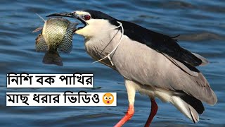 নিশি বক পাখির ডাক | বাকচু পাখি | Night Heron Bird Call | Night Heron Sound | রাতচোরা @wildindiamit