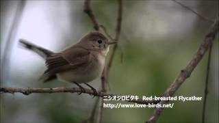 ニシオジロビタキの地鳴き