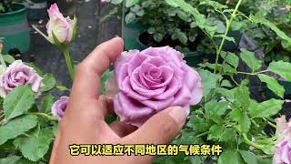 空蒙月季：一款高贵冷艳的蓝紫色系月季