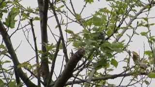 ウグイスちゃん  singing bird ♪　(Japanese bush warbler) UGUISU