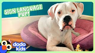 Deaf Puppy Knows Sign Language! | Dodo Kids | Animal s