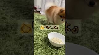 ママに忠実なきなこ　#pomeranian #ポメラニアン #きなこ #shorts #待て