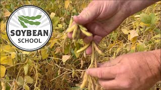 Soybean School: Being \