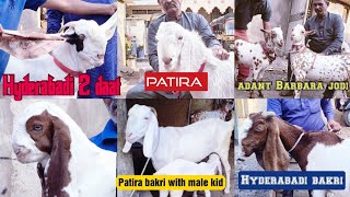 Hyderabadi Breeder || Patira bakri || Barbara jodi || Hyderabadi Bakri with punch face kid