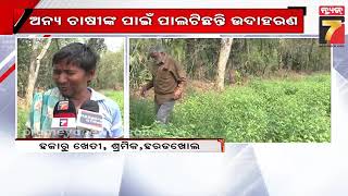 Tulsi farming in Subarnapur | ଅନ୍ୟ ଚାଷୀଙ୍କ ପାଇଁ ଉଦାହରଣ ପାଲଟିଛନ୍ତି ସୁବର୍ଣ୍ଣପୁର ହରଡଖୋଳର କମଳଲୋଚନ