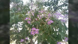 Lagerstroemia indica , Jarul  ( queen of flower) full blooming flowers.