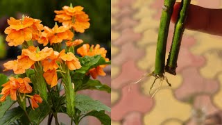 Crossandra infundibuliformis plant from cuttings /अबोली का पौधा