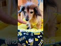 朝のデザート カニンヘンダックス 18歳 老犬 ソラシド