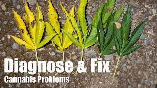 Diagnosing and Fixing Cannabis Grow Problems