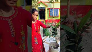 সুন্দরবনের সুন্দরী গাছ🌳 #trending  #shorts #video