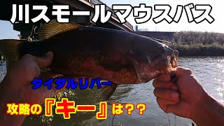 【川 スモールマウスバス】コレを見れば釣果が上がる！？タイダルリバー攻略するための動画！！