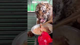 The story of a baby tiger rescued by an animal rescue center and then. #cuteanimals #tiger #shorts