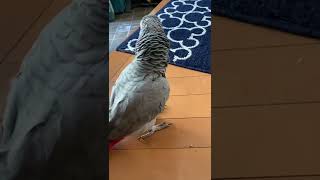 6が言えるヨウムの金太郎🐦