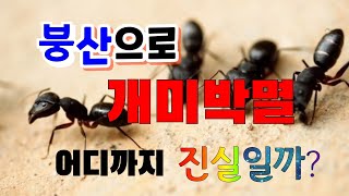 붕산으로 개미퇴치제 만들기