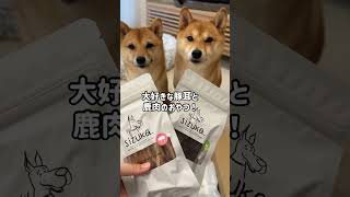 4歳の誕生日を迎える愛犬に美味しい物をプレゼントしました！　#Shorts