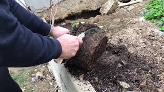 Bonsai saksı değişimi Bonsai acer buergerianum-trident maple repotting Ata Recai bonsai world