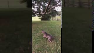 Dog Excitedly Jumps on Field to Grab Branch of Tree - 1064073