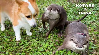 カワウソと一緒に旅行したら楽しすぎてこうなった　Otters UNLEASHED 2: Fun Vacation Boogaloo