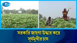 ১০ একর জায়গা জুড়ে সূর্যমুখীর বাগান | Sunflower | Tangail | Rtv News