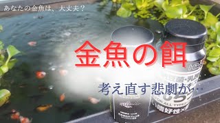 【ピンポンパールの飼育 失敗談】（金魚の餌 偏）やってしましまいました…。盲点がそこにあり…。前編