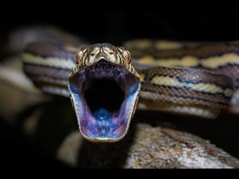 Snake Hissing Sound - YouTube