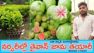 Taiwan Pink Guava Plant Nursery | Latha Nursery Jangareddygudem | 96522 17634 | AgriTech Telugu