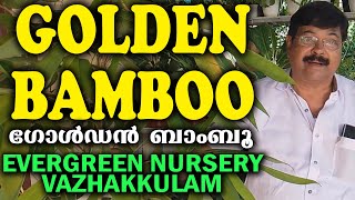 ഗോൾഡൻ ബാംബൂ @EvergreenNurseryVazhakkulam #golden#bamboo#agriculture#gardeningtips#vazhakkulam