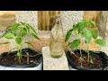 വേനലിൽ ചെടികൾ സ്വയം നനയും self watering for plants