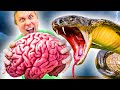 Veneno de Cobra Rey vs. Tu Cerebro I Animales Salvajes