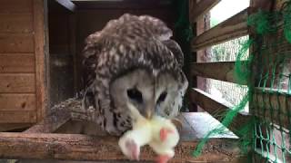 (衝撃映像)可愛いフクロウがヒヨコを丸呑み/A cute owl swallows whole chick