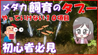 【メダカ】メダカ飼育の基本 やってはいけないダメな10ポイント【メダカ大好きカズ２】